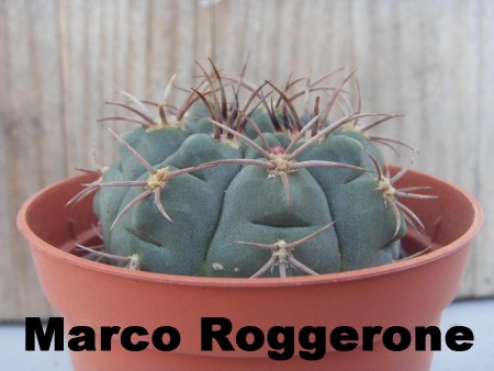 GYMNOCALYCIUM PFLANZII